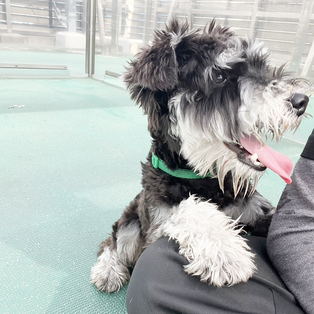 生徒が撮影したモデル犬たち♪①